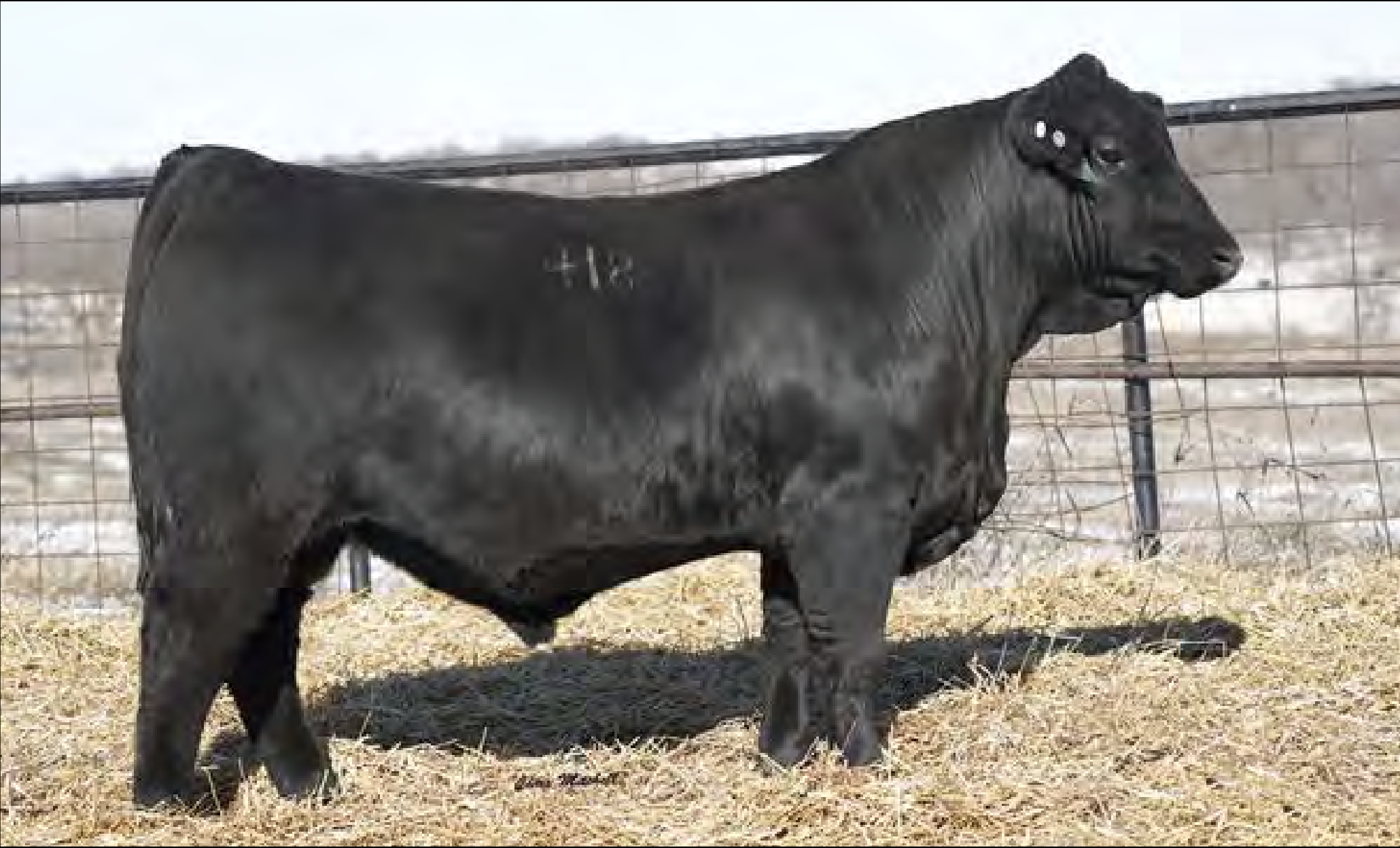 Balancer Cow ProHart Seed Stock | Purebred Gelbvieh & Balancer Cattle