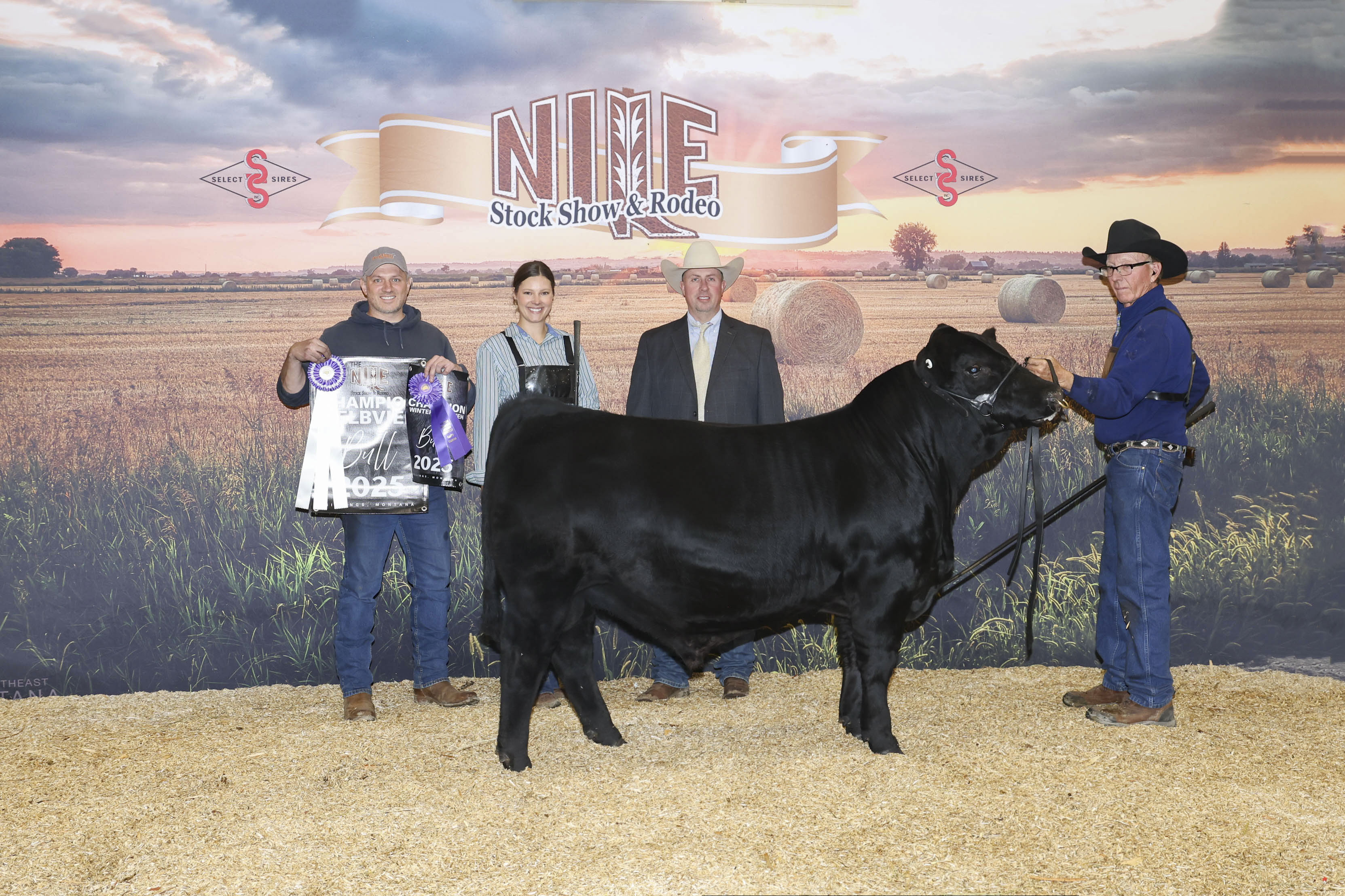 ProHart Seed Stock | Purebred Gelbvieh & Balancer Cattle