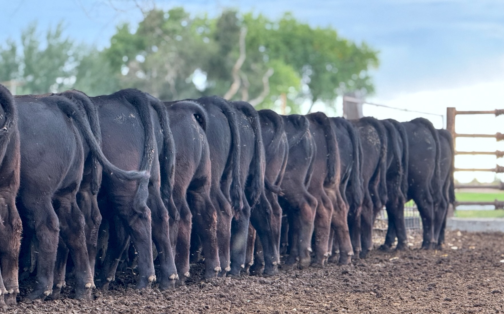 Balancer Cow ProHart Seed Stock | Purebred Gelbvieh & Balancer Cattle